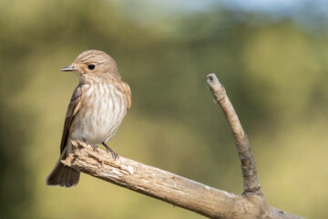 Papamoscas gris "Muscicapa striata" en su habita © FranciscoJose