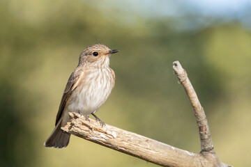 Papamoscas gris "Muscicapa striata" en una rama seca © FranciscoJose