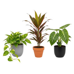 Fototapeta premium Four potted houseplants arranged on a shelf