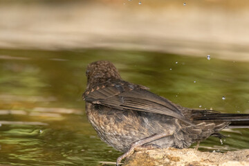 Refrescandose en una tarde de calor. Mirlo común (Turdus merula) © FranciscoJose