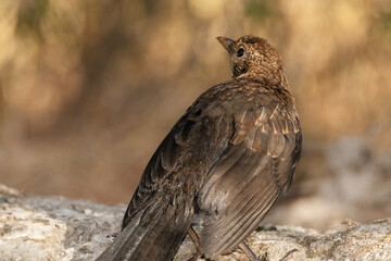 Secándose en el sol este joven Mirlo común (Turdus merula) © FranciscoJose