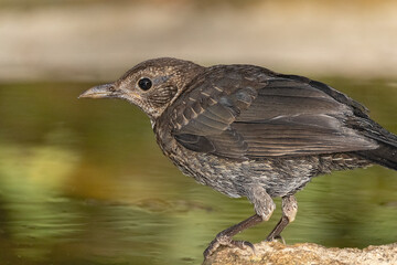 Primer plano de un joven Mirlo común (Turdus merula) © FranciscoJose