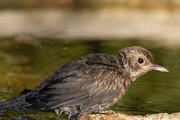 Un joven y confiado Mirlo común (Turdus merula) © FranciscoJose
