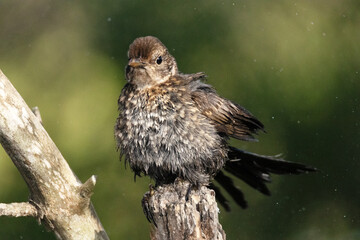 Un joven Mirlo común (Turdus merula) después de su baño  © FranciscoJose