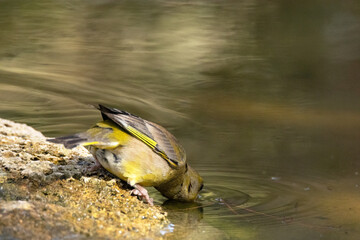 Que fresquita esta el agua. Verderón común (Chloris chloris) © FranciscoJose