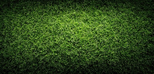 Fototapeta premium Vibrant green grass covering the ground in a sunny outdoor space