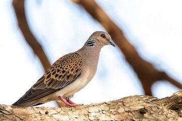 Confiada en la rama del pino. Tórtola Europea "Streptopelia turtur"​ © FranciscoJose