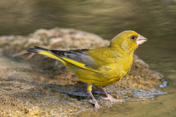 Deseando beber agua en la charca. Verderón común (Chloris chloris) © FranciscoJose