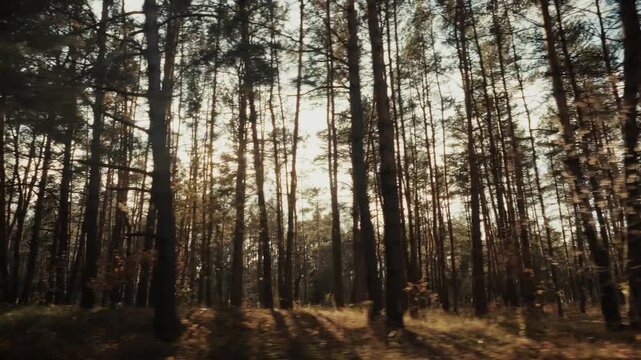 Sunlight Shining Through Tall Pine Trees In Dense Forest. Scenic Autumn Nature Landscape 