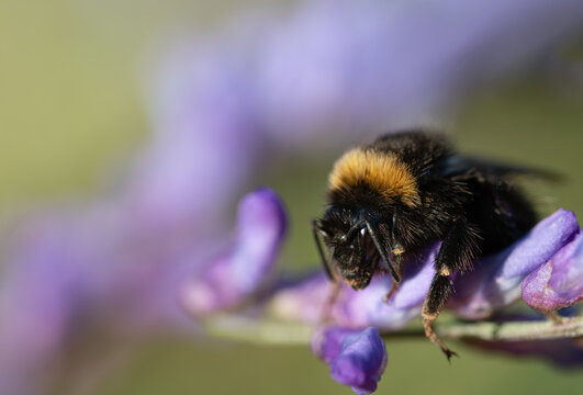 Close-up of a small, hairy bumblebee perched on a purple wildflower