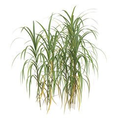 Fototapeta premium 3d illustration of Miscanthus grass isolated on transparent background