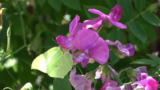 Brimstone butterfly feeding on pink everlasting pea flowers