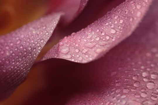 Smoke soft focus close-up pink Tulip Flower bud Petals with water Drops. Natural blur background.