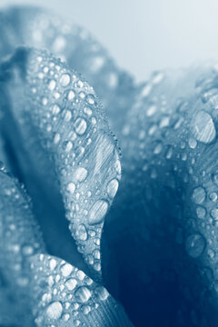 Close-up selective soft focus Blue gray Tulip Flower bud Petals with Water Drops. Natural art smoke blur background. Cyanotype Effect