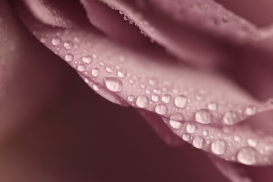 Smoke  selective soft focus close-up cream beige pink Rose Flower bud Petals with water Drops. Natural blur background.