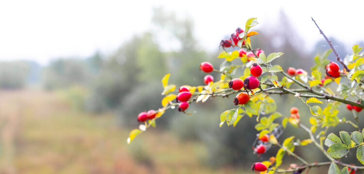 Rose hip branch with many ripe red berries on blurred autumn field background