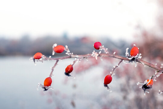 Frosty rose hip branch with red berries covered in frost on winter lake background