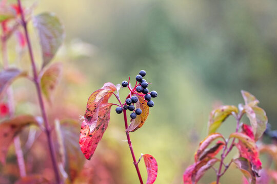 Branch with black berries and colorful autumn leaves on blurred green nature background