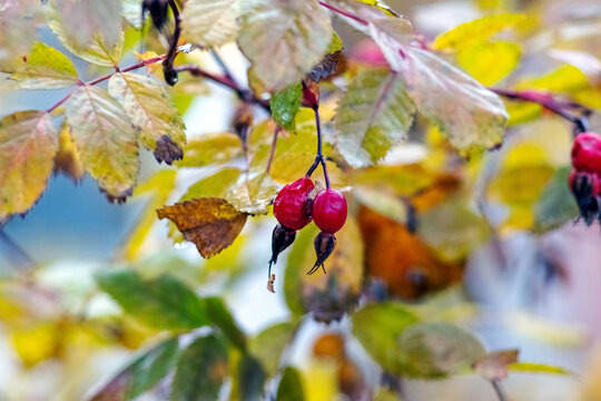 Ripe red rose hip berries among yellow autumn leaves on branch close up