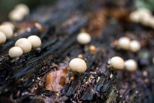Round white mushrooms on rotten log among moss and leaves in forest close up