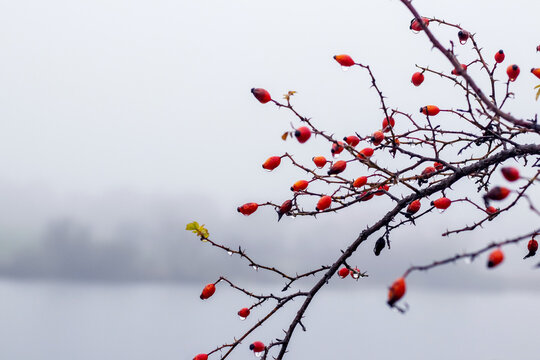 Thorny rose branch with dew drops and yellow leaf on foggy lake background