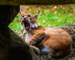 Eurasian lynx (Lynx lynx) yawning with mouth wide open showing teeth, wild big cat lying down under a rock in the forest, wildlife photography. © josemaria
