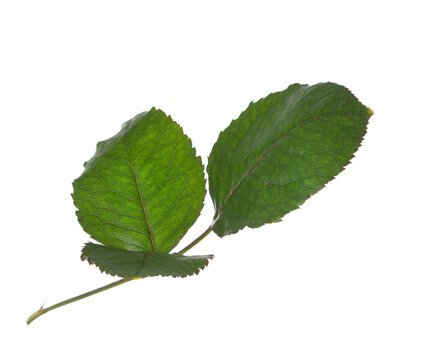 Fresh green Rose leaf isolated on white background.