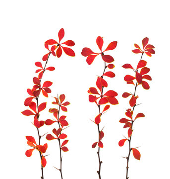  Four autumn  branches of the Berberis Thunbergii Golden Ring  isolated on a white background. Leaves red with narrow yellow border.