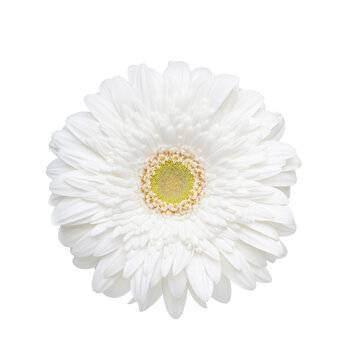 Fresh Gerbera flower of white color isolated on white background.