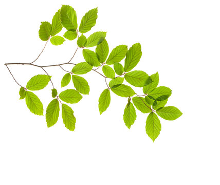 Beech branch with fresh green leaves isolated on white background.