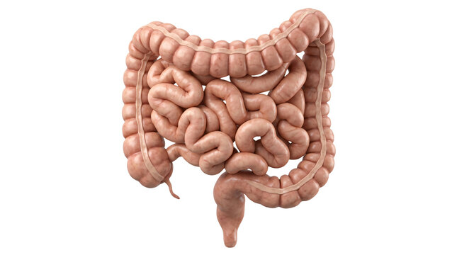 Human large and small intestine anatomy. Internal digestive system organ isolated on white.