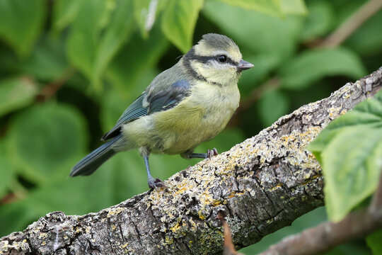 Blue Tit Juvenile On Branch - 241F8553