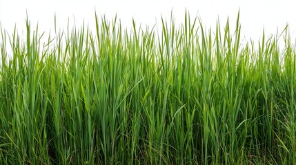 Fototapeta premium Lush green grass fills the frame, creating a vibrant, natural backdrop suitable for outdoor-themed projects, gardening, or ecological concepts, Ideal for advertisements or educational material,