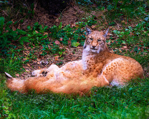 Two Eurasian lynxes (Lynx lynx) resting together in the green grass, wild big cats lying down in summer forest, wildlife photography. © josemaria
