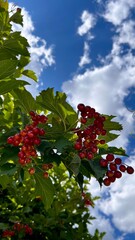 red berries on a tree © ViArt