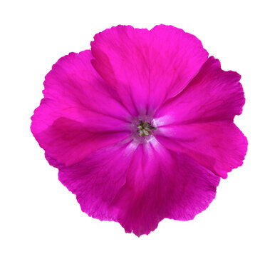 Bright magenta flower isolated on white background. Silene coronaria.