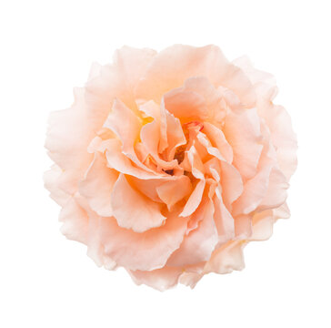 Rose of pale peach color isolated on white background.