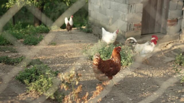 Free range chickens and rooster walking in rural farmyard