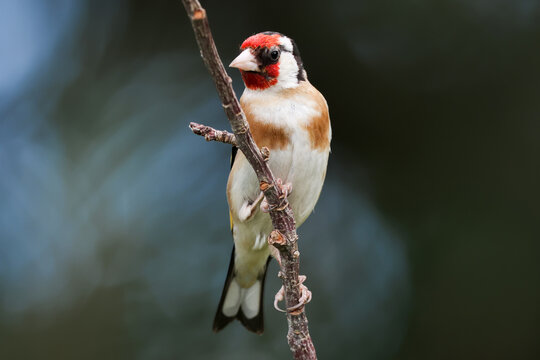 Goldfinch Perched On A Branch - 241F8625