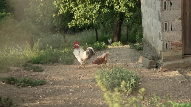 Free-range rooster and hens roaming a farmyard
