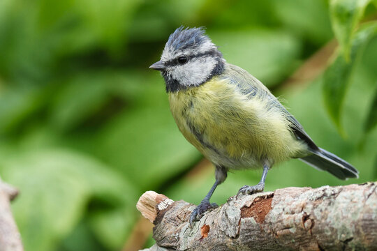 Blue Tit On Branch - 241F8403