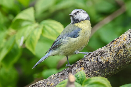 Blue Tit On Branch - 241F8510