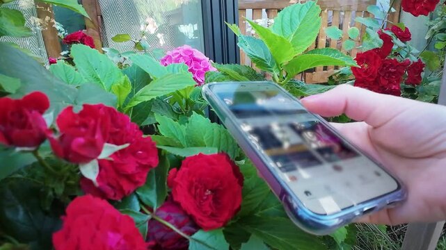 A hand scrolling mobile phone feed