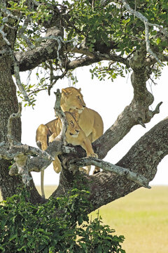 Two Lions Resting in a Tree in the Serengti
