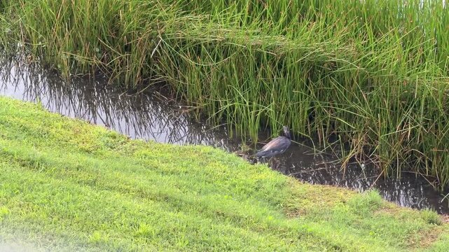 A tricolored heron (binomial name: Egretta tricolor) spreads its wings, creating a &ldquo;shadow umbrella,&rdquo; just before it snatches prey, maybe small fish, along the shoreline of a retention pond in Florida