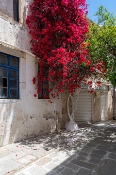 Kos Island, town of Kos, Greece, colorful flowers in narrow old town street