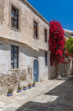 Kos Island, town of Kos, Greece, colorful flowers in narrow old town street
