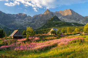 Mountain landscape, Tatra mountains summer landscape in Poland, colorful sunrise on Hala Gasienicowa (Gasienicowa Glade) with blooming fireweed © tomeyk