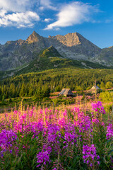 Obraz premium Mountain landscape, Tatra mountains summer landscape in Poland, colorful sunrise on Hala Gasienicowa (Gasienicowa Glade) with blooming fireweed