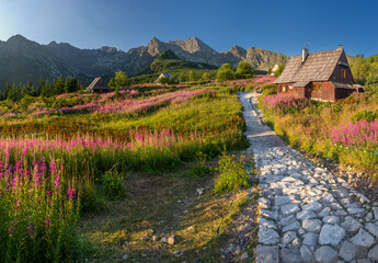 Mountain landscape, Tatra mountains summer landscape in Poland, colorful sunrise on Hala Gasienicowa (Gasienicowa Glade) with blooming fireweed © tomeyk